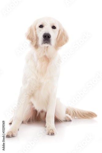 Photo: Golden retriever Golden retriever