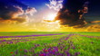 field of spring flowers at sunset