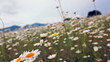 flowering camomiles