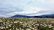 flowering camomiles