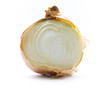 onion cross section