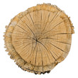 Tree Log
