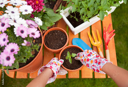 Photo: Spring in the garden, potting flowers Spring in the garden, potting flowers