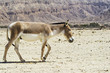 The wild ass onager in Israeli nature reserve