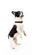 Bulldog on white background jump up