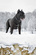 Photo: italiano breed, in Russia. A dog on a rock. Winter portrait italiano breed, in Russia. A dog on a rock. Winter portrait
