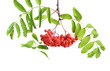 Bunch of red rowan