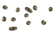 Top view of Woodlice on white background