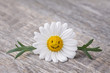 Chamomile flower