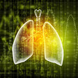 Schematic illustration of human lungs