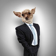 Funny portrait of a dog in a suit
