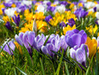 Foto: Krokus Krokus
