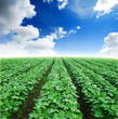 field agiculture green grass blue sky