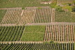 Foto: Weinberge bei Longuich an der Mosel Weinberge bei Longuich an der Mosel