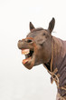 Yawning horse