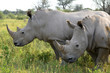 close up of rhino in Khama reserve,Botswana