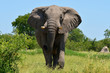 elephant at attack