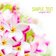 Frangipani plumeria pink hawaii flower. Spa border background