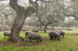 Iberian pig in the meadow