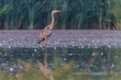 grey heron