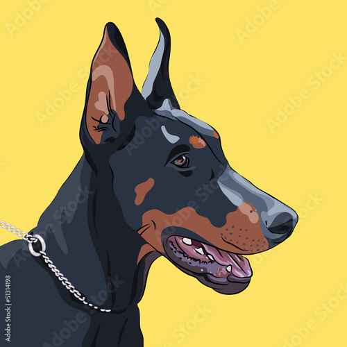 Vector: vector closeup serious dog Doberman Pinscher breed vector closeup serious dog Doberman Pinscher breed