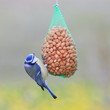Blaumeise-34052b1