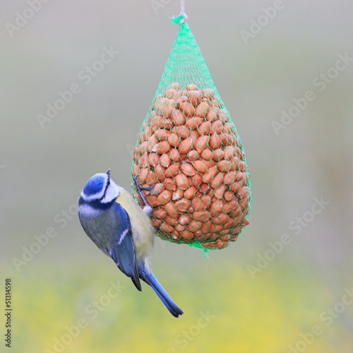 Photo: Blaumeise-34052b1 Blaumeise-34052b1