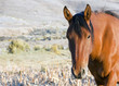Wild Mustang Horses 