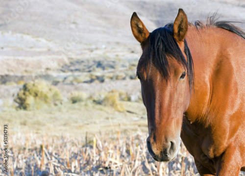 Photo: Wild Mustang Horses Wild Mustang Horses
