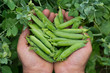 freshly picked peas