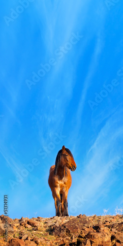 Photo: Wild Mustang Horses Wild Mustang Horses