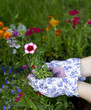 gardener holds last flower to be planted. focus on pink flower