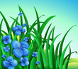 A garden in the hill with blue flowers