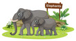 Two Elephants Near The Signboard