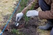 Hecke pflanzen Eibe - planting a taxus hedge 04