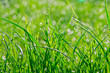 grass with dew
