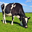 Cow on a summer pasture