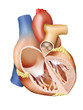 Human heart (Herz Mensch)