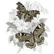 Peacock & Gamma Butterflies
