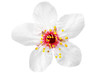 Branch with blossoms. Isolated on white background.