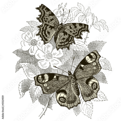 Vector: Peacock & Gamma Butterflies Peacock & Gamma Butterflies