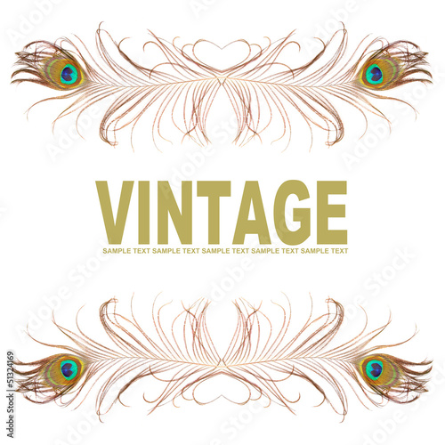 Illustration: Background from peacock feathers. Background from peacock feathers.