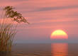 Water plants at sunset - digital artwork