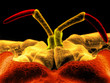 Saduria entomon