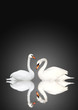 Photo: Two swans Two swans