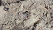 Böller explodiert im Sand
