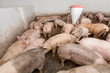 Pig farm