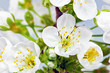 Branch of sprig with blossoms.