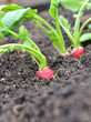radis du potager