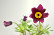 Foto: Küchenschelle, pulsatilla vulgaris Küchenschelle, pulsatilla vulgaris